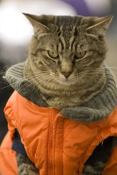 USA, WA, Seattle, Pikes Place Public Market. Cat dressed for cold