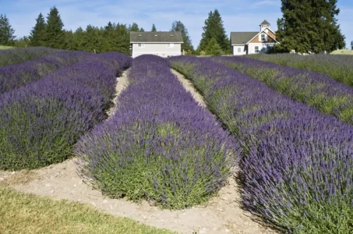 Framed Print : USA, WA, Sequim, Purple Haze Lavendar Farm