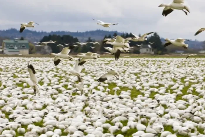 Framed Print : USA, WA, Skagit River Delta, Fir Island. Snow Geese (Chen caerulescens) stop over