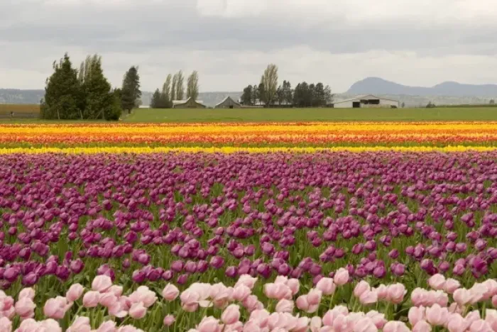 Framed Print : USA, WA, Skagit Valley. Cloudy day Skagit Valley tulip Festival Framed Print : USA, WA, Skagit Valley. Cloudy day Skagit Valley tulip Festival