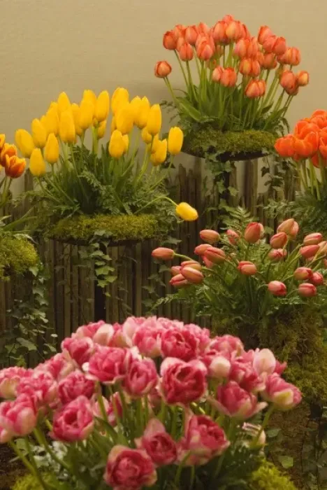 Framed Print : USA, WA, Skagit Valley. Indoor exhibition gardens at Skagit Valley Tulip festival