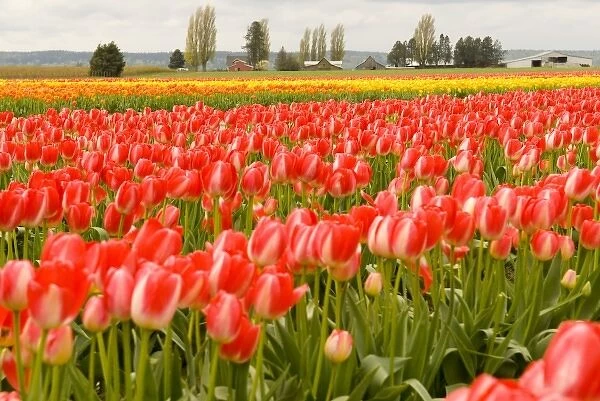 USA, WA, Skagit Valley. Skagit Valley Tulip Festival. Dramatic color and pattern