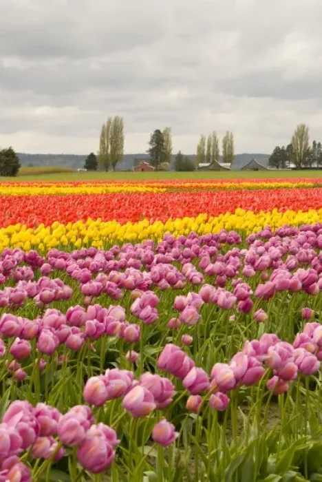 Framed Print : USA, WA, Skagit Valley. Skagit Valley Tulip Festival. Dramatic color and pattern Framed Print : USA, WA, Skagit Valley. Skagit Valley Tulip Festival. Dramatic color and pattern