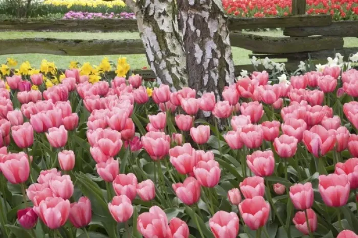 Framed Print : USA, WA, Skagit Valley, tulip and daffodil garden at Tulip Festival Framed Print : USA, WA, Skagit Valley, tulip and daffodil garden at Tulip Festival