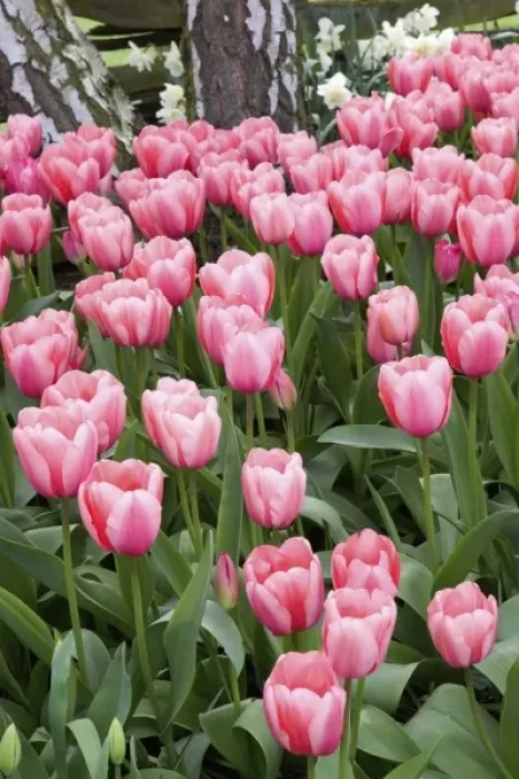 Framed Print : USA, WA, Skagit Valley, tulip and daffodil garden at Tulip Festival Framed Print : USA, WA, Skagit Valley, tulip and daffodil garden at Tulip Festival
