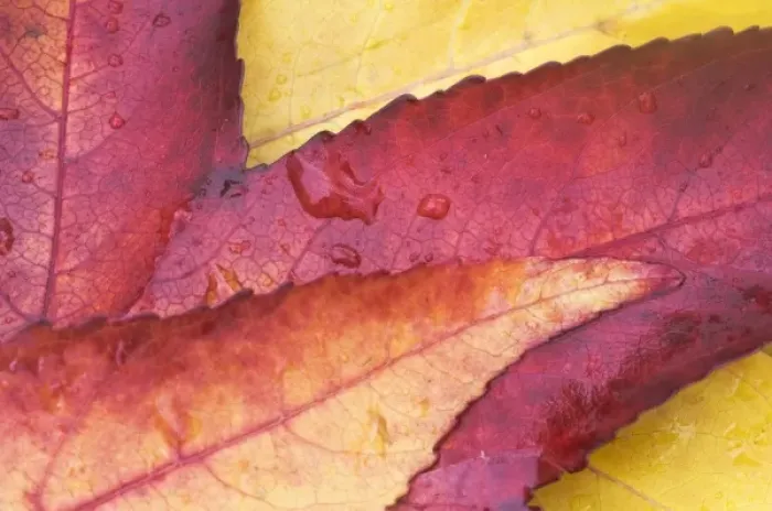 Framed Print : USA, WA, Sweet Gum Leaf Detail