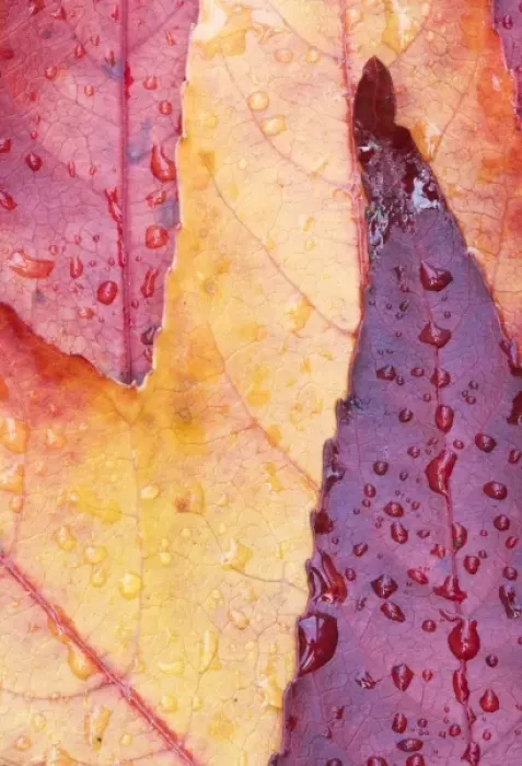 Framed Print : USA, WA, Sweet Gum Leaf Detail Framed Print : USA, WA, Sweet Gum Leaf Detail