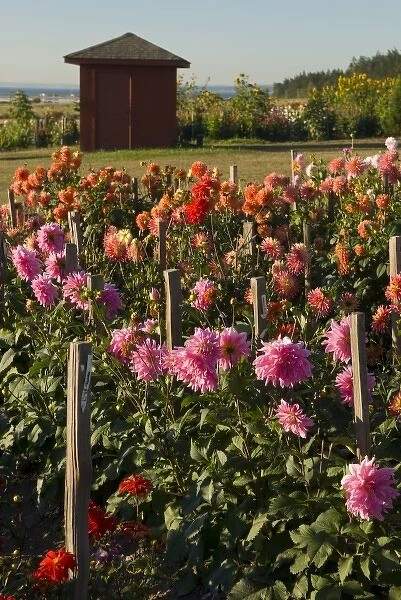 USA, WA, Whidbey Island. Dahlias grow profusely in Whidbeys climate. View beyond