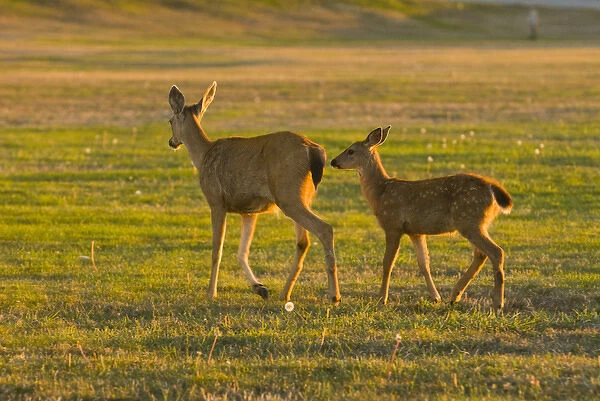 USA, WA, Whidbey Island, Fort Casey State Park. Columbian Black-tailed doe with