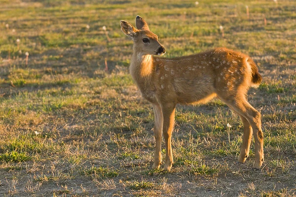 USA, WA, Whidbey Island, Fort Casey State Park. Columbian Black-tailed spotted fawn