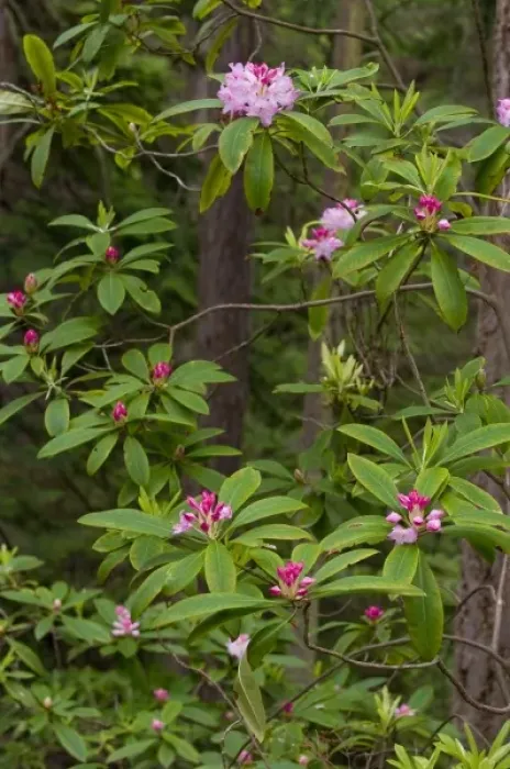 Framed Print : USA, WA, Whidbey Island, Fort Ebey State Park. Native rhododendron (Rhododendron Framed Print : USA, WA, Whidbey Island, Fort Ebey State Park. Native rhododendron (Rhododendron