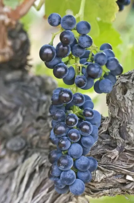 Framed Print : USA, WA, Yakima Valley, Syrah Grapes (Selective Focus)