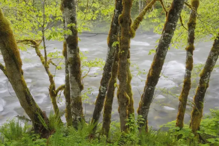 Framed Print : USA, Washingon, Cascade Mountains. View through maple trees of cascading water in Beckler River