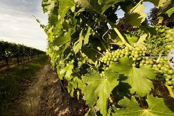 USA, Washingotn, Walla Walla. Viognier grapes ripening under the Walla Walla sun