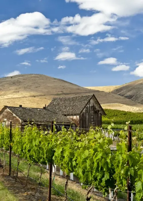 Framed Print : USA, Washingotn, Yakima. A barn in a flourishing vineyard Washingtons Yakima Valley