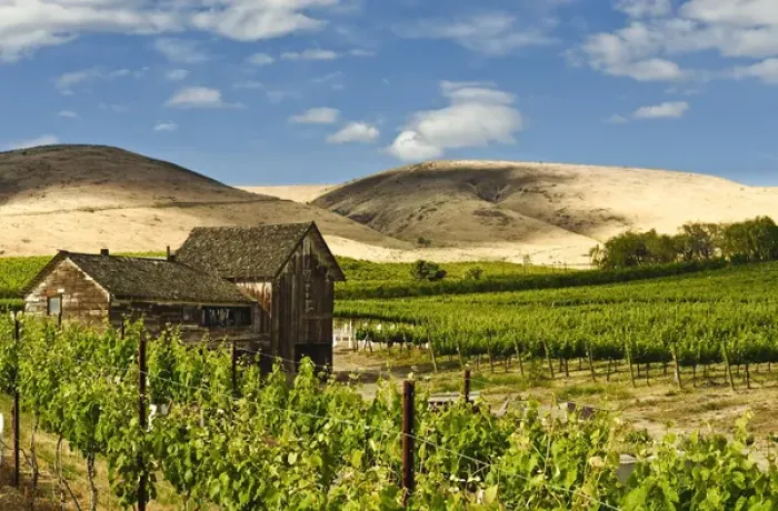 Framed Print : USA, Washingotn, Yakima. A barn in a flourishing vineyard Washingtons Yakima Valley Framed Print : USA, Washingotn, Yakima. A barn in a flourishing vineyard Washingtons Yakima Valley