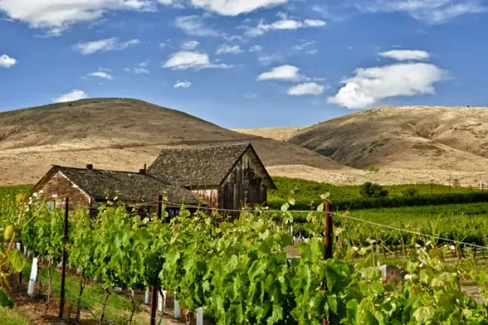 Framed Print : USA, Washingotn, Yakima. A barn in a flourishing vineyard Washingtons Yakima Valley