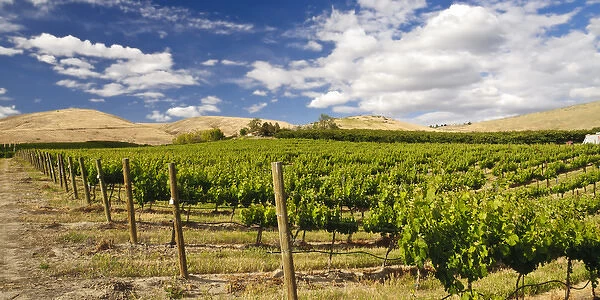 USA, Washingotn, Yakima. Vineyards flourish in Washingtons Yakima Valley