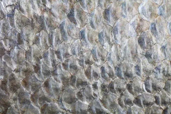 Framed Print : USA, Washington. Detail abstract of fish scales Framed Print : USA, Washington. Detail abstract of fish scales