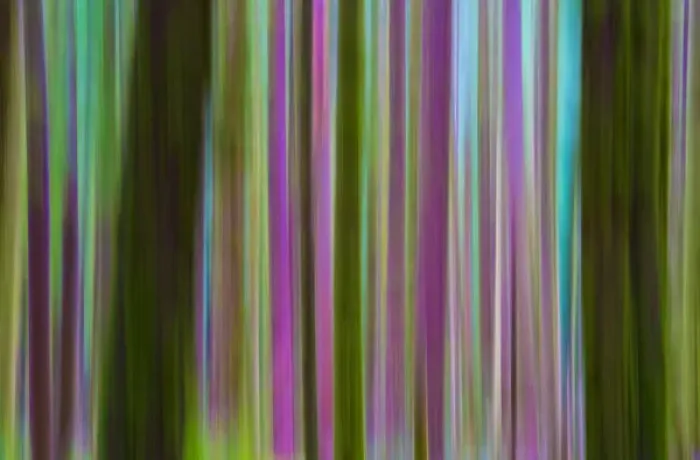 Framed Print : USA, Washington. Abstract of Hoh Rain Forest at dusk Framed Print : USA, Washington. Abstract of Hoh Rain Forest at dusk