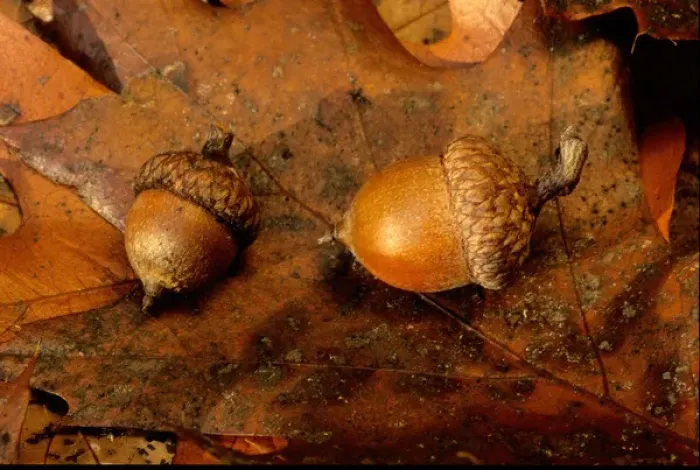 Framed Print : USA, Washington, Acorns