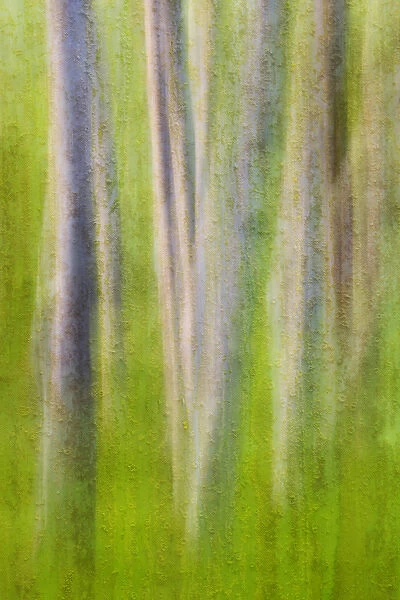 USA, Washington. Alder tree abstract. Credit as: Don Paulson  /  Jaynes Gallery  /  DanitaDelimont