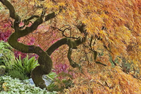 USA, Washington, Bainbridge Island. Japanese maple tree in autumn color on The Bloedel Reserve