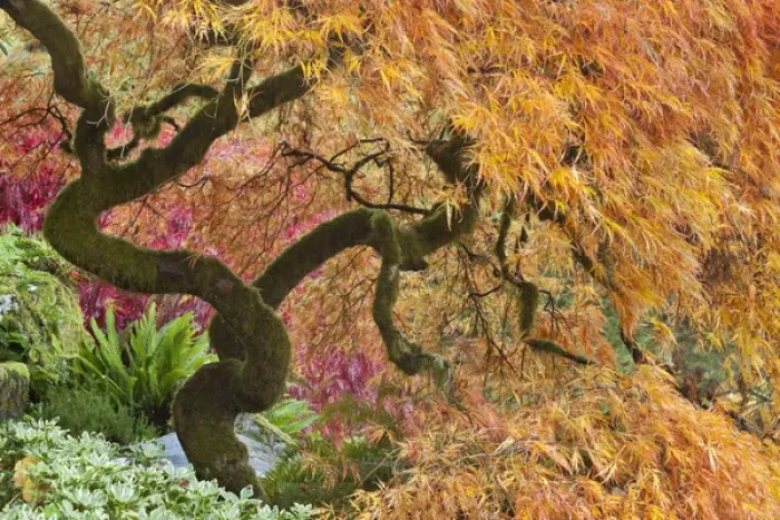 Framed Print : USA, Washington, Bainbridge Island. Japanese maple tree in autumn color on The Bloedel Reserve Framed Print : USA, Washington, Bainbridge Island. Japanese maple tree in autumn color on The Bloedel Reserve