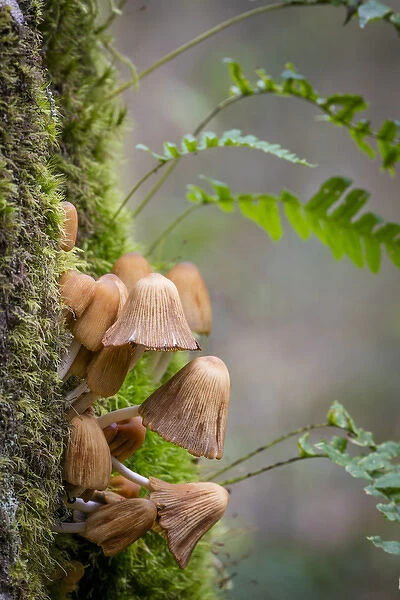 USA, Washington, Bainbridge Island. Coprinus mushrooms and licorice ferns on tree