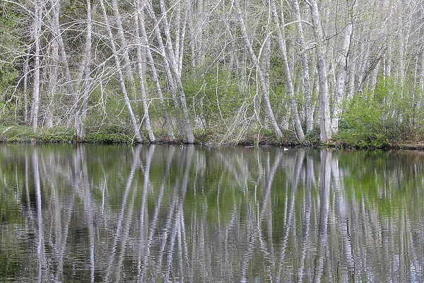 USA, Washington, Bainbridge Island. Alder trees reflecting in pond