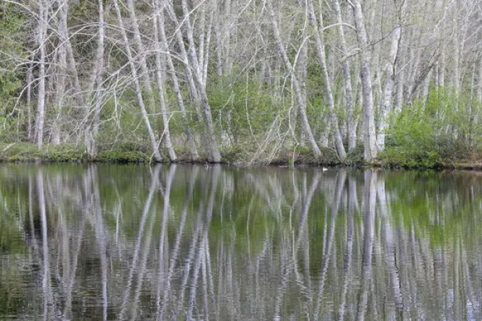 Framed Print : USA, Washington, Bainbridge Island. Alder trees reflecting in pond Framed Print : USA, Washington, Bainbridge Island. Alder trees reflecting in pond