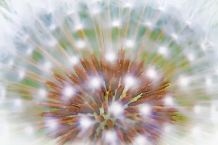 Framed Print : USA, Washington, Bainbridge Island. Abstract of dandelion seed head