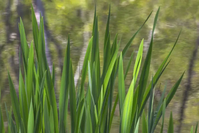 Framed Print : USA, Washington, Bainbridge Island. Cattails on pond in spring Framed Print : USA, Washington, Bainbridge Island. Cattails on pond in spring