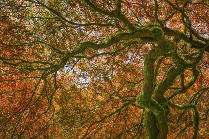 Framed Print : USA, Washington, Bainbridge Island. Japanese maple tree close-up Framed Print : USA, Washington, Bainbridge Island. Japanese maple tree close-up