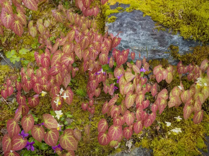 Framed Print : USA, Washington, Bainbridge Island. Epimedium plants in garden Framed Print : USA, Washington, Bainbridge Island. Epimedium plants in garden