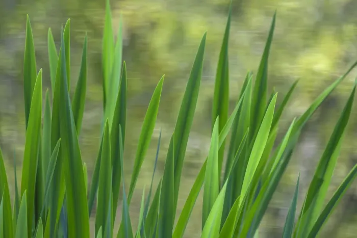 Framed Print : USA, Washington, Bainbridge Island. Cattails on pond in spring