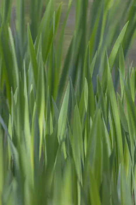 Framed Print : USA, Washington, Bainbridge Island. Cattails on pond in spring