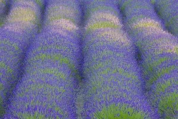 USA, Washington, Bainbridge Island. Close-up of lavender in garden