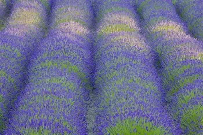 Framed Print : USA, Washington, Bainbridge Island. Close-up of lavender in garden Framed Print : USA, Washington, Bainbridge Island. Close-up of lavender in garden
