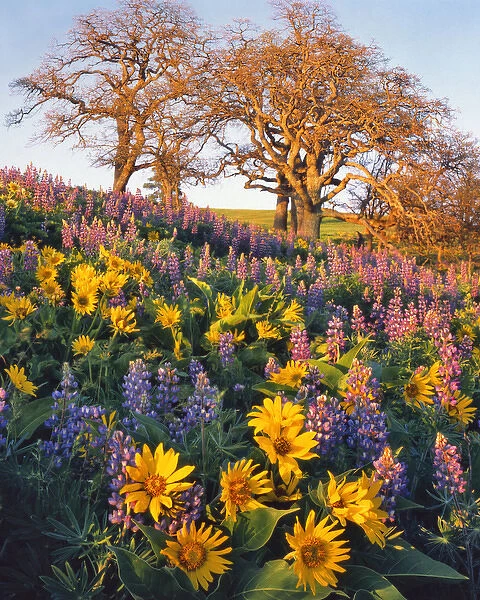USA, Washington. Balsamroot, lupine, and oaks on hillside