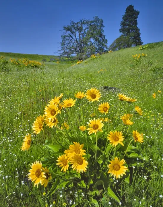 Framed Print : USA, Washington. Balsamroot, pine and oak trees on hillside Framed Print : USA, Washington. Balsamroot, pine and oak trees on hillside