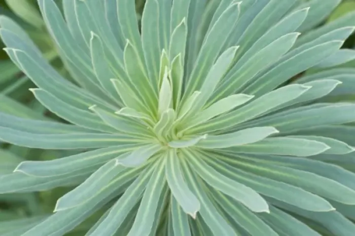 Framed Print : USA, Washington, Bellevue, Bellevue Botanical Garden, Euphorbia Close-up Framed Print : USA, Washington, Bellevue, Bellevue Botanical Garden, Euphorbia Close-up
