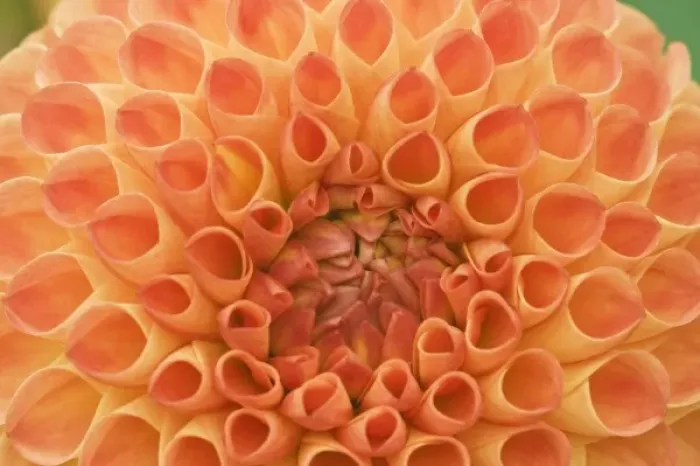 Framed Print : USA, Washington, Bellevue, Bellevue Botanical Garden, Dahlia Close-up Framed Print : USA, Washington, Bellevue, Bellevue Botanical Garden, Dahlia Close-up