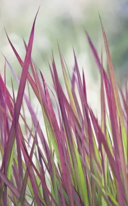 Framed Print : USA, Washington, Bellevue, Bellevue Botanical Garden, Ornamental Grass