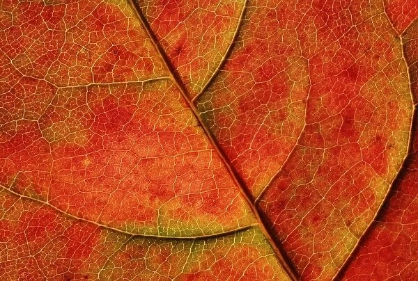 USA, Washington, Bellingham. Close-up of a fall-colored dogwood leaf with veins