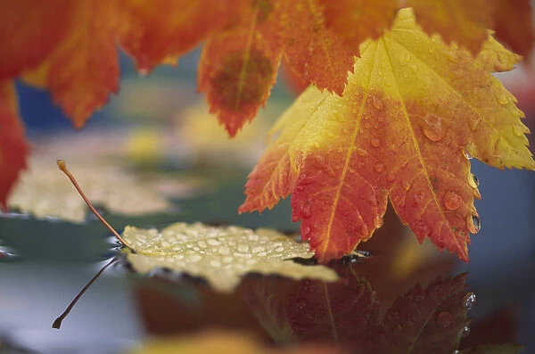 USA, Washington, Bellingham, Close-up of autumn vine maple leaves reflecting in pool of water