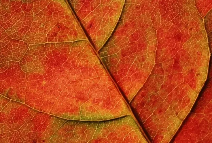 Framed Print : USA, Washington, Bellingham. Close-up of a fall-colored dogwood leaf with veins Framed Print : USA, Washington, Bellingham. Close-up of a fall-colored dogwood leaf with veins