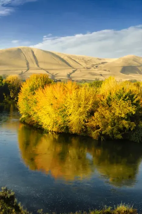 Framed Print : USA, Washington, Benton City. Autumn color lights the trees along the Yakima River Framed Print : USA, Washington, Benton City. Autumn color lights the trees along the Yakima River