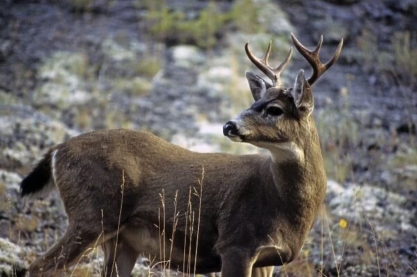 USA, Washington. Black-tailed Deer of the Pacific Northwest