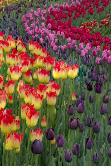 Framed Print : USA, Washington. Blooming tulips. Credit as: Jones & Shimlock / Jaynes Gallery / DanitaDelimont Framed Print : USA, Washington. Blooming tulips. Credit as: Jones & Shimlock / Jaynes Gallery / DanitaDelimont